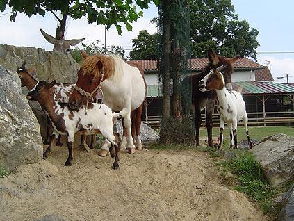 فندق La Ferme Des 4 Chenes Urt المظهر الخارجي الصورة